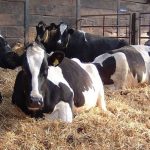 Dairy Farmers Discuss Hurdles and Opportunities