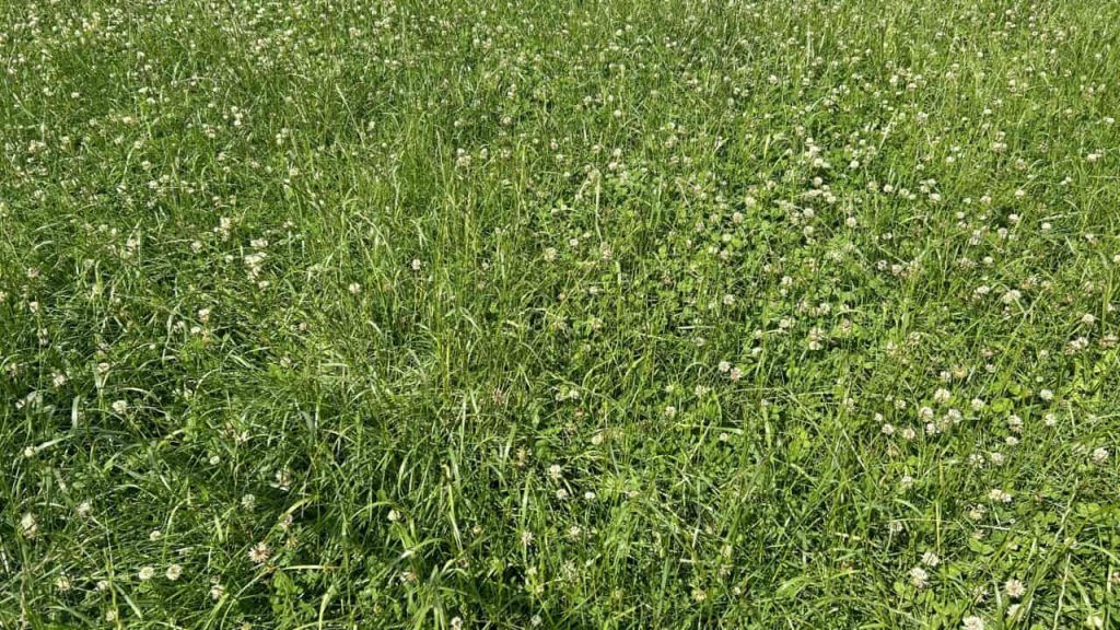 Dairy advice Managing clover swards