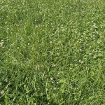 Dairy advice Managing clover swards