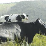 Dairy farmers prioritize milk pricing in next farm bill