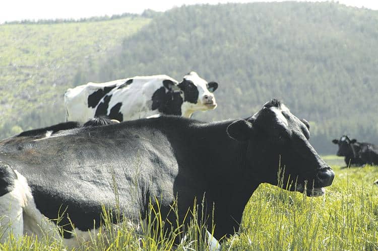 Dairy farmers prioritize milk pricing in next farm bill