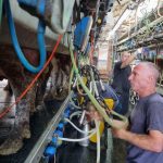 Dairy farmers volunteer to save cows in Gaza border towns under fire