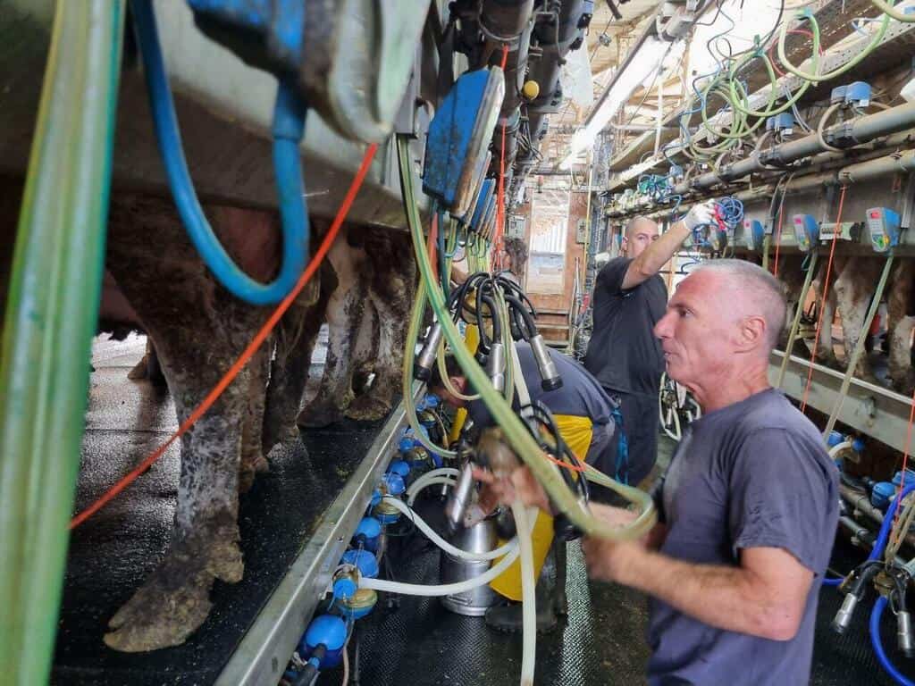 Dairy farmers volunteer to save cows in Gaza border towns under fire