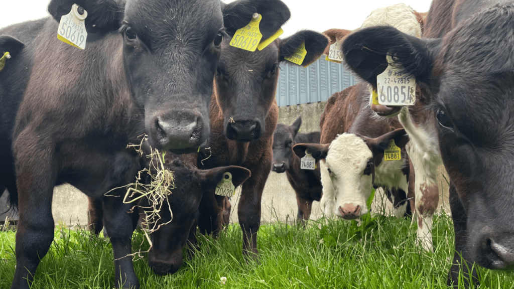 Dairy herds ‘need more focus’ on improving beef merit – ICBF