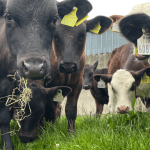 Dairy herds ‘need more focus’ on improving beef merit – ICBF