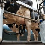 Dairy-is-a-remarkable-contributor-to-the-economy-generating-E17.6bn-in-economic-value