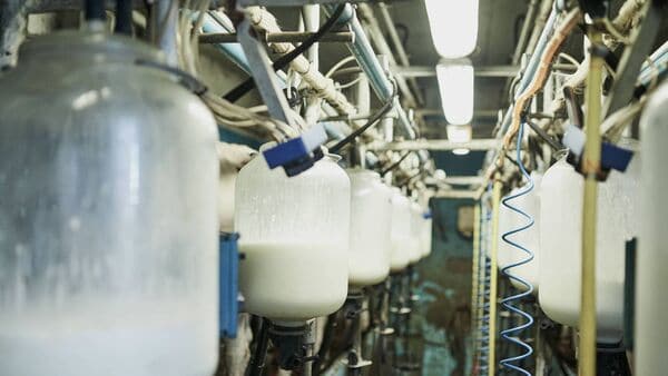 Dairy market rebound-still looks uncertain