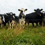 Dairy prices building momentum