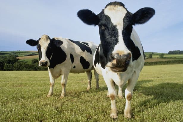 FUW explores hurdles facing dairy industry at Welsh Dairy Show