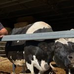 Farmer forced to dump 14,000 litres of milk as tanker drivers, dairy factory workers strike