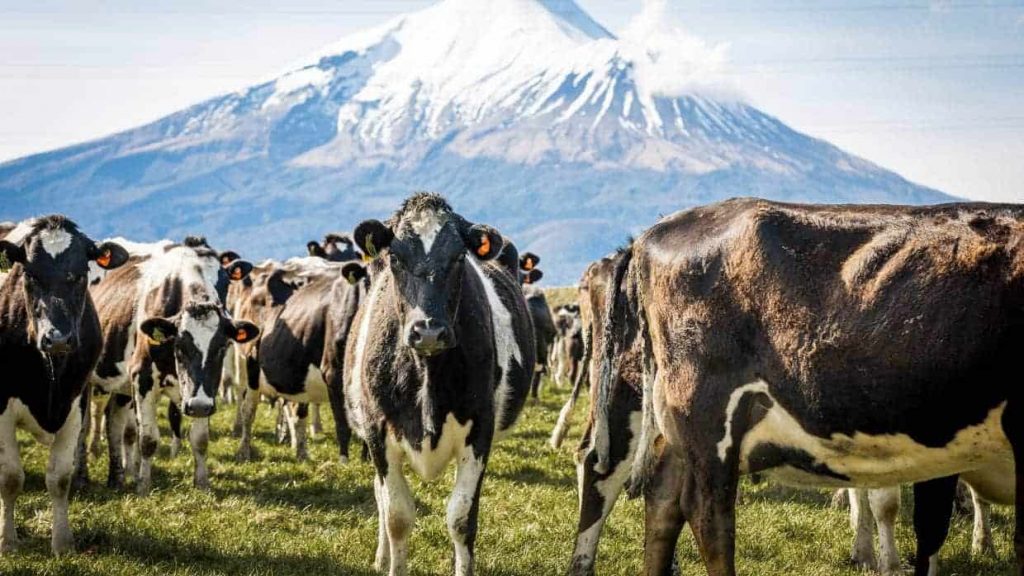 Farmers will be happy with the latest gain in global dairy prices