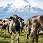 Farmers will be happy with the latest gain in global dairy prices