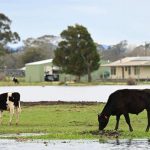 Flooding threatens farms in Gippsland