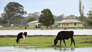 Flooding threatens farms in Gippsland