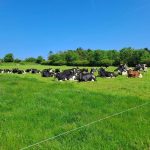 Grazing, genetics and feed How is Ireland tackling the methane emissions challenge in dairy cows