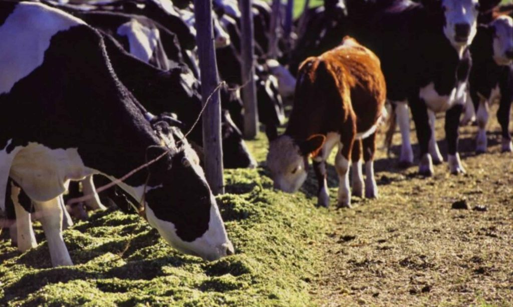 Happy cows are healthy cows Why Michigan’s cows produce the most milk