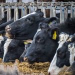 How policy USDA damages dairy farmers