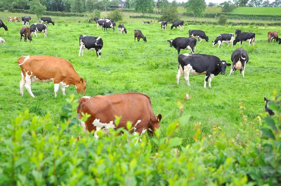 Increased grass growth in GB has kept milk production high