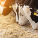 Is Beef the New Cash Cow for Dairy