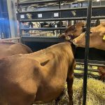 It’s like a beauty pageant Farmers parade prized cows at World Dairy Expo in Madison