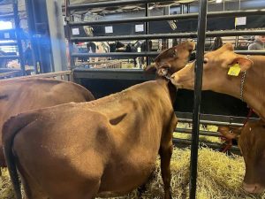 It’s like a beauty pageant Farmers parade prized cows at World Dairy Expo in Madison