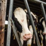 MSU Dairy Farm uses cow burps to fight climate change