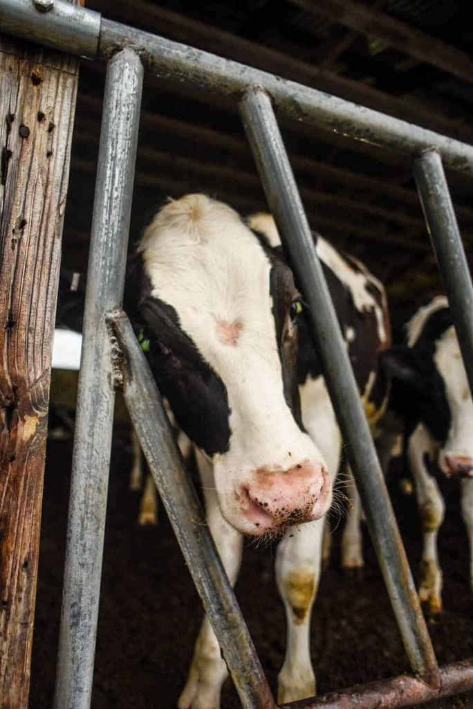 MSU Dairy Farm uses cow burps to fight climate change