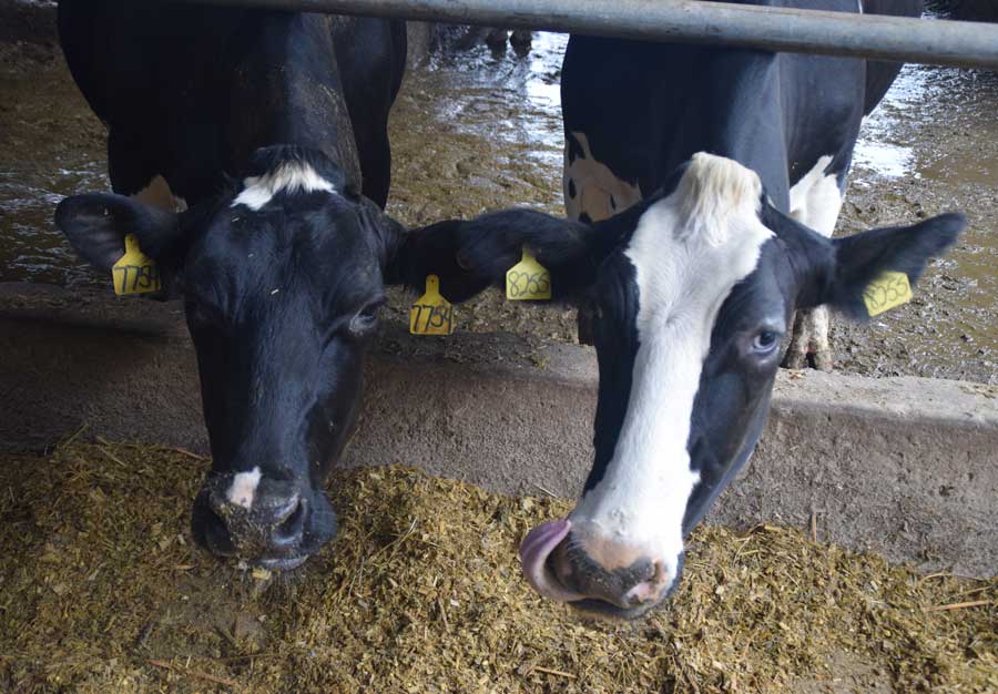 Martin Loves The Dairy Life