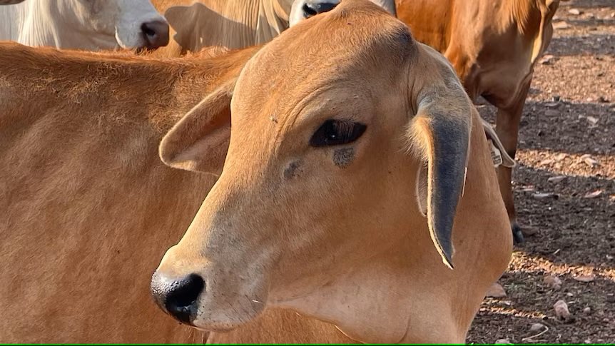 Massive amounts of cattle getting rejected from live export trade to Indonesia due to skin blemishes