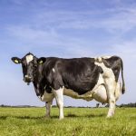 McDonald's and FrieslandCampina team up to slash GHG emissions in dairy sector