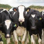 Milk price slump takes £300 off dairy heifers