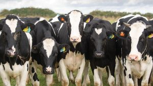 Milk price slump takes £300 off dairy heifers