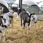 New code affects dairy future