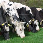 New fixed price dairy contract for Irish farmers