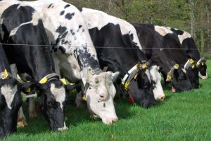 New fixed price dairy contract for Irish farmers