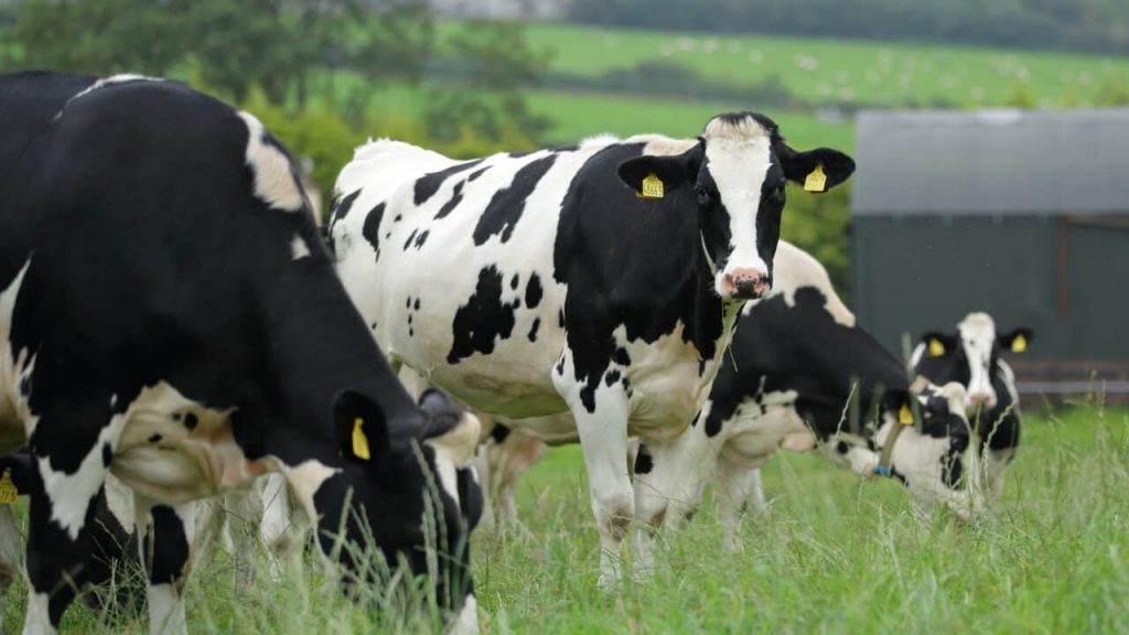 No dairy business can ‘survive’ current milk prices – Sugden