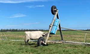 'Not happy cows' Florida dairy farmers expect millions in losses after Idalia