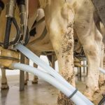 Processors urged to hold milk prices at current level