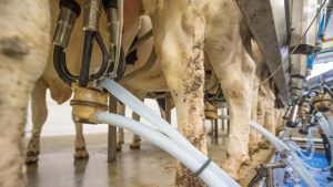 Processors urged to hold milk prices at current level