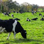 RABDF appoints First Milk farmer director as new chair