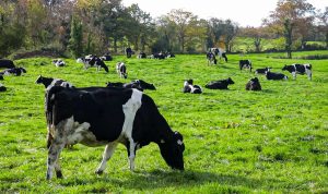 RABDF appoints First Milk farmer director as new chair