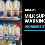 Striking dairy workers warn of milk shortages in Victoria