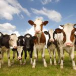 T.C. Jacoby USDA Indicates National Milk Output Contracts for Third Month