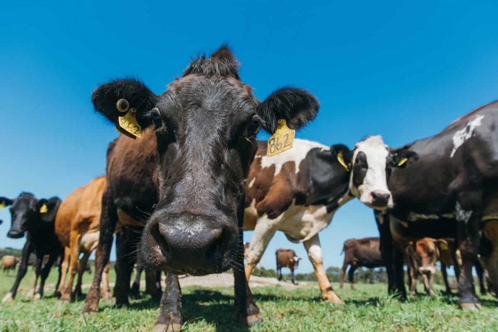 Tasmanian dairy farmer sells 255 stolen cows to save failing operation