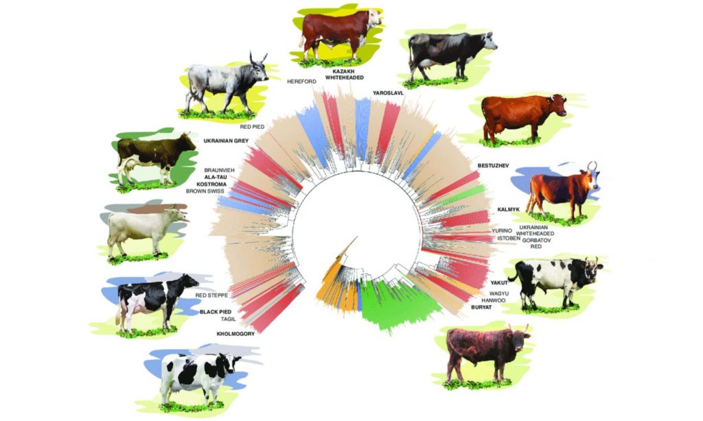 The diversity of cattle breeds