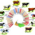 The diversity of cattle breeds