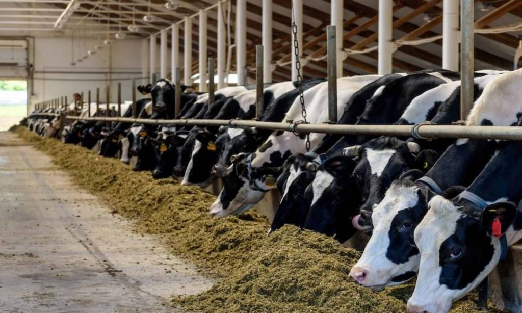 U.S. Milk Production Report Illustrates Cows Continue to Move Inland