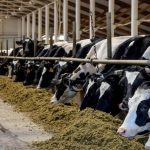 U.S. Milk Production Report Illustrates Cows Continue to Move Inland