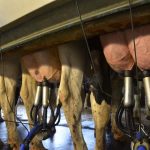 USDA raises milk production estimate