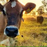 Victorian dairy workers threaten more strikes this week as Premier urges against panic buying of milk